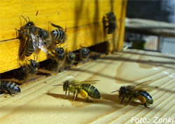 Honigbiene mit Pollenhöschen bei der Landung